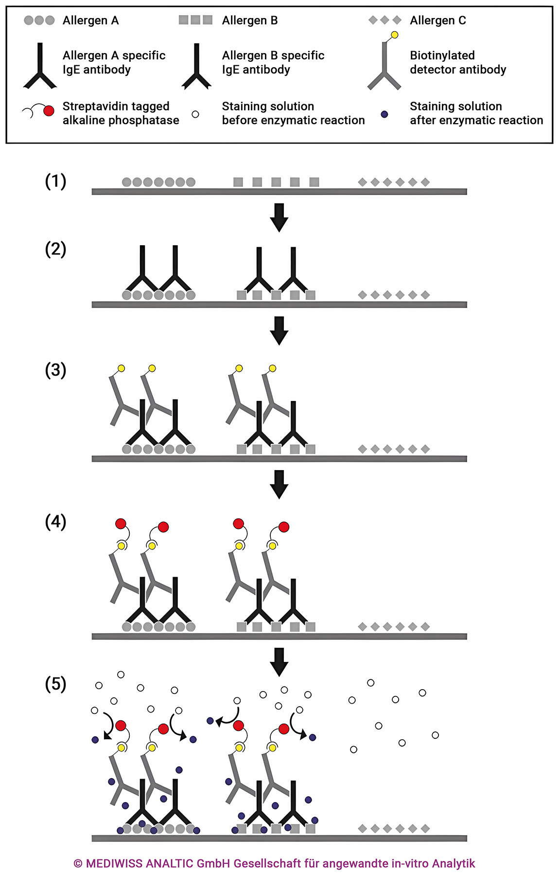 Overview of the AllergyScreen/AlleisaScreen processes as described in the