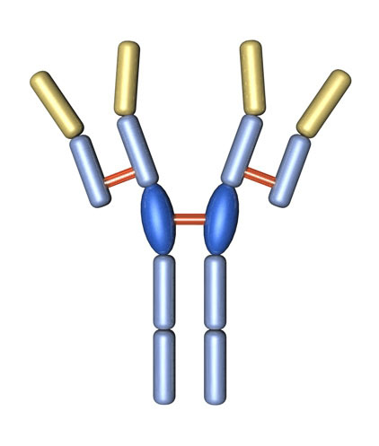 Immunoglobulin E